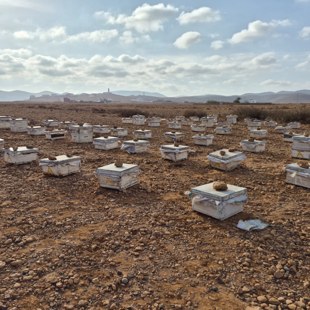 Cire d'Abeille Naturelle du Maroc - Mirleft Aït Baâmrane
