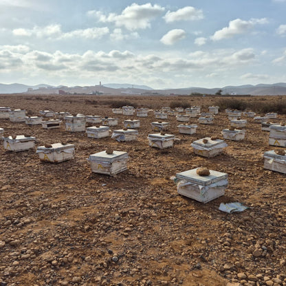 Cire d'Abeille Naturelle du Maroc - Mirleft Aït Baâmrane